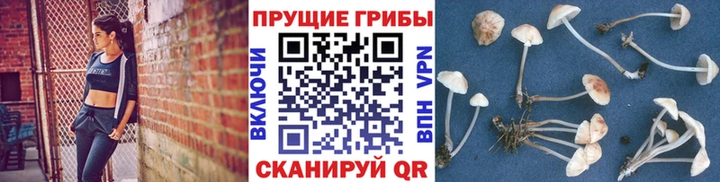 Купить  Гороховец  Псилоцибиновые грибы ЛСД 
